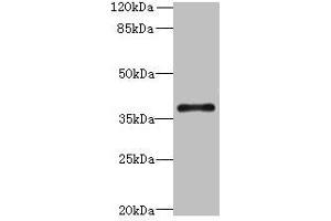 Western blot All lanes: SUCNR1 antibody at 6 μg/mL + Hela whole cell lysate Secondary Goat polyclonal to rabbit IgG at 1/10000 dilution Predicted band size: 39 kDa Observed band size: 39 kDa (SUCNR1 抗体  (AA 303-334))