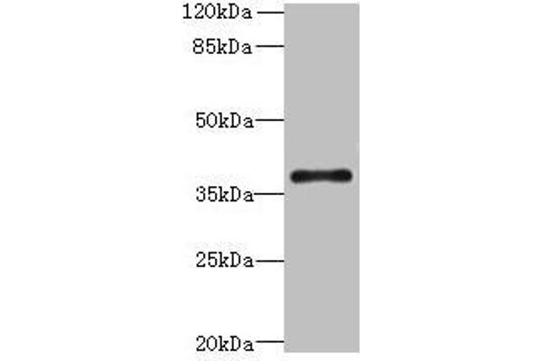 SUCNR1 抗体  (AA 303-334)