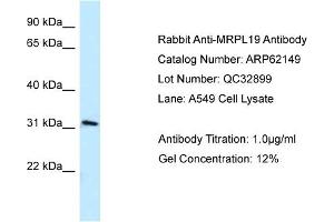 Western Blotting (WB) image for anti-Mitochondrial Ribosomal Protein L19 (MRPL19) (C-Term) antibody (ABIN2789037) (MRPL19 抗体  (C-Term))
