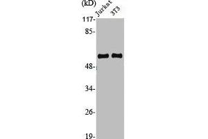 Western Blot analysis of Jurkat NIH-3T3 cells using Cyclin A1 Polyclonal Antibody (Cyclin A1 抗体  (C-Term))