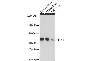 Western blot analysis of extracts of various cell lines, using RCC1 Rabbit mAb (ABIN1512845, ABIN3021028, ABIN3021029 and ABIN7101332) at 1:1000 dilution. (RCC1 抗体)