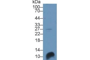 Detection of SCGB3A1 in Porcine Lung lysate using Polyclonal Antibody to Secretoglobin Family 3A, Member 1 (SCGB3A1) (SCGB3A1 抗体  (AA 21-104))