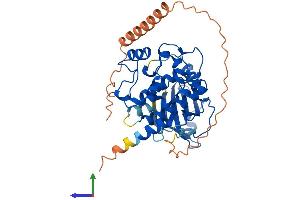 AlphaFold protein structure predicition of Mouse Recombinant Mylk4 Protein, UniprotID Q5SUV5