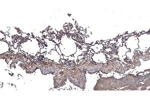 (ABIN185099) (6 μg/mL) staining of paraffin embedded Human Lung.