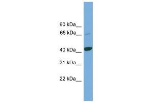 KCTD9 antibody used at 1 ug/ml to detect target protein. (KCTD9 抗体  (Middle Region))