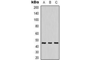 Western blot analysis of MKK1 (pT386) expression in HEK293T (A), NIH3T3 (B), Raw264. (MEK1 抗体  (C-Term, pSer386))