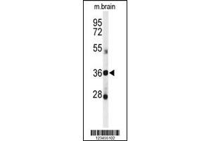 Western blot analysis of DDO Antibody in mouse brain tissue lysates (35ug/lane) (DDO 抗体  (AA 102-130))