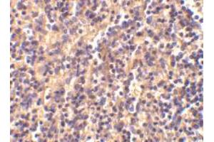 Immunohistochemical staining of human spleen tissue using AP30198PU-N caspase-4 antibody at 2 μg/ml. (Caspase 4 抗体  (Intermediate Domain))