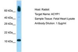 Image no. 1 for anti-Acylphosphatase 1, Erythrocyte (Common) Type (Acyp1) (AA 36-85) antibody (ABIN6750083)