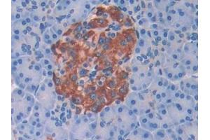 Detection of BCHE in Human Pancreas Tissue using Polyclonal Antibody to Butyrylcholinesterase (BCHE) (Butyrylcholinesterase 抗体  (AA 29-150))