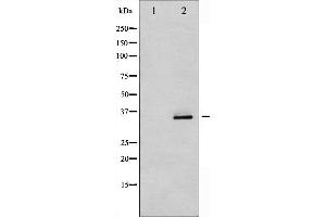 Western blot analysis of CDK5 phosphorylation expression in EGF treated COS7 whole cell lysates,The lane on the left is treated with the antigen-specific peptide. (CDK5 抗体  (pTyr15))