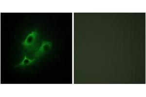 Immunofluorescence analysis of NIH-3T3 cells, using SERC2 Antibody. (PSAT1 抗体  (AA 341-390))