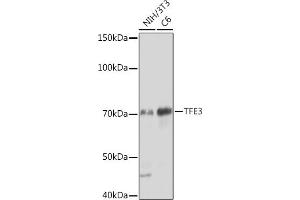 Western blot analysis of extracts of various cell lines, using TFE3 Rabbit mAb (ABIN1683323, ABIN3015205, ABIN3015206 and ABIN7101320) at 1:1000 dilution. (TFE3 抗体)