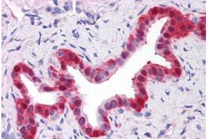 Human Liver, bile duct: Formalin-Fixed, Paraffin-Embedded (FFPE) (Annexin IV 抗体  (AA 1-322))