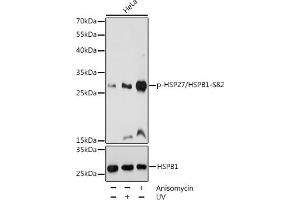 Western blot analysis of extracts of HeLa cells, using Phospho-HSP27/HSPB1-S82 pAb (ABIN3023549, ABIN3023550, ABIN3023551 and ABIN6225403) at 1:1000 dilution or HSP27/HSPB1 antibody (ABIN7267568). (HSP27 抗体  (pSer82))