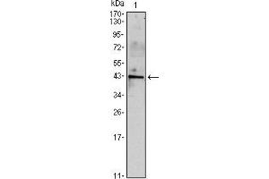 Western blot analysis using INHA mouse mAb against mouse spermary (1) tissues lysate. (Inhibin alpha 抗体)