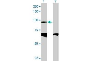 Western Blot analysis of CDH19 expression in transfected 293T cell line by CDH19 MaxPab polyclonal antibody. (CDH19 抗体  (AA 1-772))