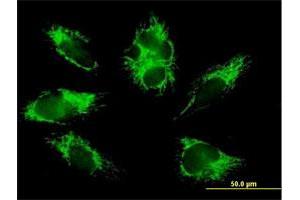 Immunofluorescence (IF) image for anti-Cytochrome C Oxidase Subunit VIb Polypeptide 1 (Ubiquitous) (COX6B1) (AA 1-86) antibody (ABIN514532)
