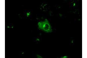 Immunofluorescence (IF) image for anti-Amyloid beta (A4) Precursor Protein (APP) antibody (ABIN1496875) (APP 抗体)