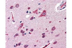 Anti-QSOX2 antibody IHC of human brain, cortex. (QSOX2 抗体  (Internal Region))