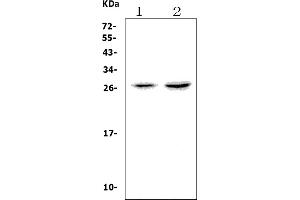 Western blot analysis of Vegfa using anti-Vegfa antibody (ABIN7601537).