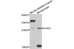 Western blot analysis of extracts of mouse skeletal muscle, using COQ7 antibody. (Coq7 抗体)