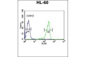 CN3 Antibody (C-term) 9817b flow cytometric analysis of HL-60 cells (right histogram) compared to a negative control cell (left histogram). (Calpain 3 抗体  (C-Term))