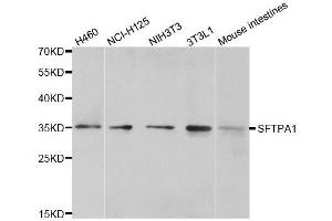 Western blot analysis of extracts of various cell lines, using SFTPA1 antibody. (Surfactant Protein A1 抗体)