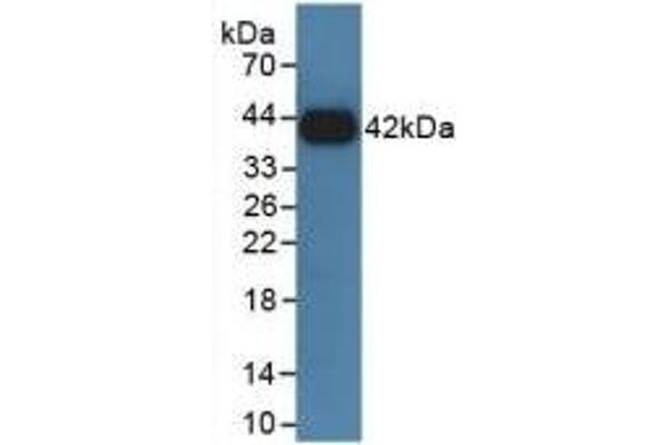 Growth Hormone Receptor anticorps  (AA 353-588)