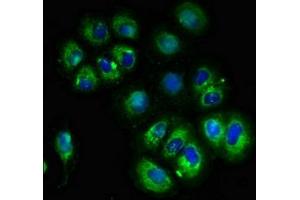 Immunofluorescent analysis of A549 cells using ABIN7175571 at dilution of 1:100 and Alexa Fluor 488-congugated AffiniPure Goat Anti-Rabbit IgG(H+L) (CACNG3 抗体  (AA 235-315))
