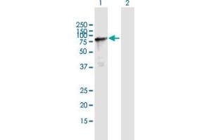 Western Blot analysis of NSRP1 expression in transfected 293T cell line by NSRP1 MaxPab polyclonal antibody. (NSRP1 抗体  (AA 1-558))