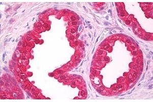 Anti-NOL3 antibody IHC staining of human prostate.