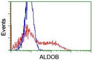 Image no. 2 for anti-Aldolase B, Fructose-Bisphosphate (ALDOB) antibody (ABIN1496607) (ALDOB 抗体)