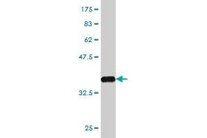 Western Blot detection against Immunogen (37. (GPR84 抗体  (AA 208-316))