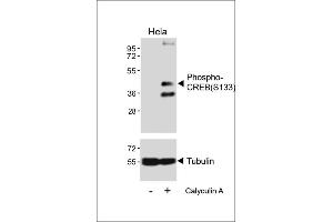 Western blot analysis of lysates from Hela cell line, untreated or treated with 20 % FBS + 100nM Calyculin A, using Phospho-CREB Antibody (upper) or tubulin(lower). (CREB1 抗体  (pSer133))
