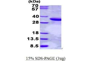 phospholipid Scramblase 1 (PLSCR1) (AA 1-288) protein (His tag)