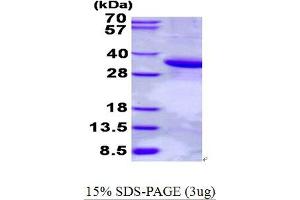 Image no. 1 for phospholipid Scramblase 1 (PLSCR1) protein (His tag) (ABIN7280010) (PLSCR1 Protein (His tag))