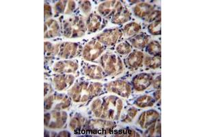 GPM6A Antibody (C-term) immunohistochemistry analysis in formalin fixed and paraffin embedded human stomach tissue followed by peroxidase conjugation of the secondary antibody and DAB staining. (GPM6A 抗体  (C-Term))