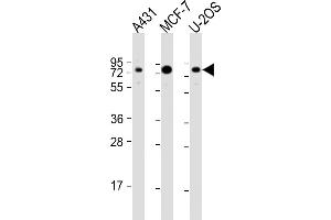 All lanes : Anti-BAG3 Antibody (N-Term) at 1:2000 dilution Lane 1: A431 whole cell lysate Lane 2: MCF-7 whole cell lysate Lane 3: U-2OS whole cell lysate Lysates/proteins at 20 μg per lane. (BAG3 抗体  (AA 31-62))
