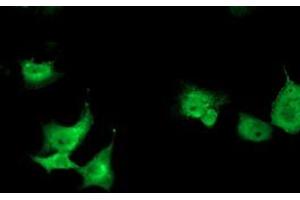 Anti-TOMM34 mouse monoclonal antibody (ABIN2454712) immunofluorescent staining of COS7 cells transiently transfected by pCMV6-ENTRY TOMM34 (RC201083). (TOMM34 抗体)