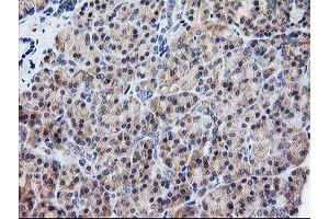 Immunohistochemical staining of paraffin-embedded Human pancreas tissue using anti-ATG3 mouse monoclonal antibody. (ATG3 抗体)
