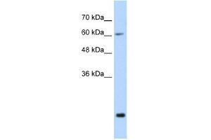 FUS antibody used at 0. (FUS 抗体  (N-Term))