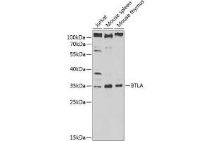 Western blot analysis of extracts of various cell lines, using BTLA antibody (ABIN6129970, ABIN6137689, ABIN6137691 and ABIN6217450) at 1:1000 dilution. (BTLA 抗体  (AA 31-241))