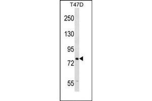 Western blot analysis of SEL1L Antibody (N-term) Cat. (SEL1L 抗体  (N-Term))