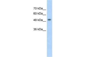 Western Blotting (WB) image for anti-Methyl CpG Binding Protein 2 (MECP2) antibody (ABIN2462717) (MECP2 抗体)