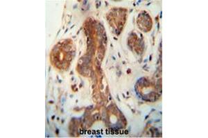 CEPT1 antibody (N-term) immunohistochemistry analysis in formalin fixed and paraffin embedded human breast tissue followed by peroxidase conjugation of the secondary antibody and DAB staining. (CEPT1 抗体  (N-Term))