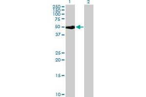 Western Blot analysis of CD48 expression in transfected 293T cell line by CD48 MaxPab rabbit polyclonal antibody.