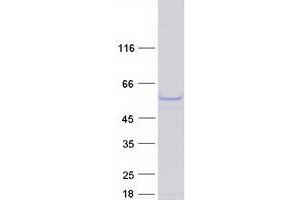 PAGR1 Protein (Myc-DYKDDDDK Tag)