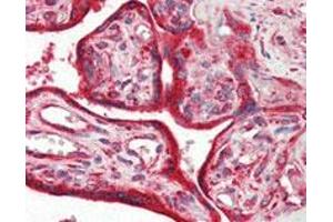 Immunohistochemical analysis of paraffin-embedded human placenta tissue using CALR monoclonal antibody, clone 1G6A7 . (Calreticulin 抗体)