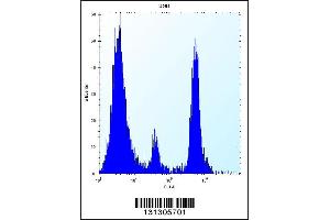Flow cytometric analysis of U251 cells (right histogram) compared to a negative control cell (left histogram). (POMT1 抗体  (C-Term))